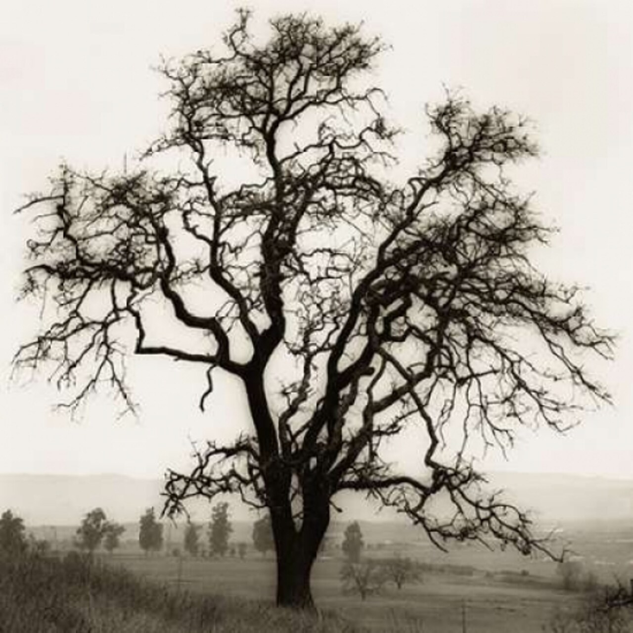 Country Oak Tree Poster Print by Alan Blaustein - Item # VARPDXB1303D